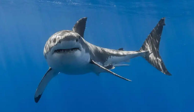 致富小项目平台轮播图1